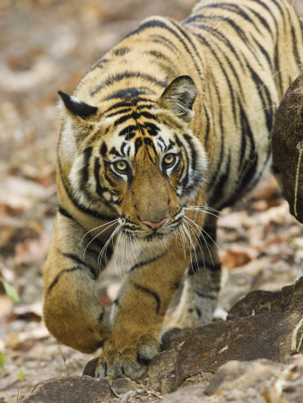 Tiger Stalking, Bandhavgarh National Park, India 2007 by Tony Heald Pricing Limited Edition Print image