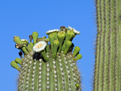 Saguaro Cactus Buds And Flowers In Bloom, Organ Pipe Cactus National Monument, Arizona, Usa by Philippe Clement Pricing Limited Edition Print image