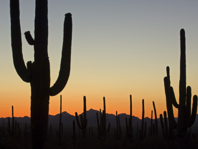 Silhouetted Saguaro Cactus At Sunset In Saguaro Np, Arizona, Usa by Philippe Clement Pricing Limited Edition Print image