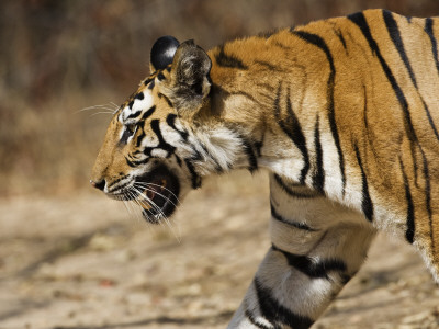 Bengal Tiger Bandhavgarh Np, Madhya Pradesh, India, March by Tony Heald Pricing Limited Edition Print image