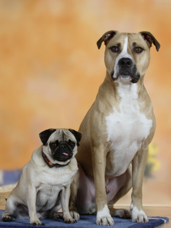 Pug Sitting Next To A Mixed Breed Dog On A Rug by Petra Wegner Pricing Limited Edition Print image