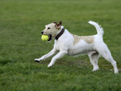 Parson Russell Terrier Running With A Ball In Its Mouth by Petra Wegner Pricing Limited Edition Print image