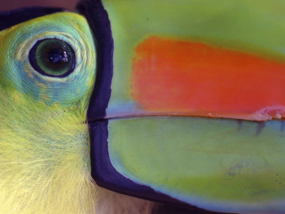 Keel Billed Toucan, Close-Up Of Face, Costa Rica by Edwin Giesbers Pricing Limited Edition Print image