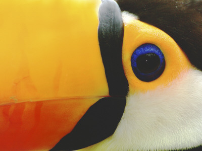 Toco Toucan, Close-Up Of Face, Costa Rica by Edwin Giesbers Pricing Limited Edition Print image