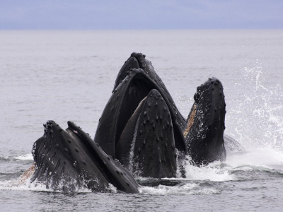 Humpback Whales Lunge-Feeding For Herring, Frederick Sound, South East Alaska, Usa by Mark Carwardine Pricing Limited Edition Print image