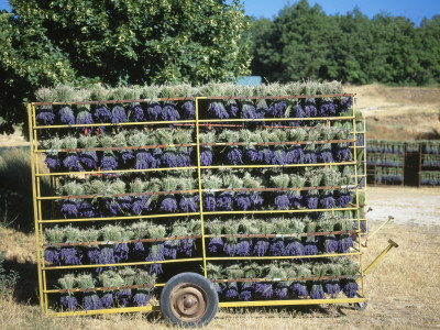Drying Cut Lavander Flowers After Harvest, Sault, Provence, France, June 2004 by Inaki Relanzon Pricing Limited Edition Print image