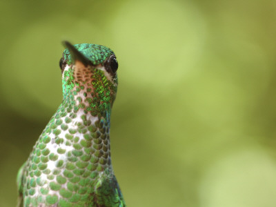 Green Crowned Brilliant Hummingbird, Costa Rica by Edwin Giesbers Pricing Limited Edition Print image