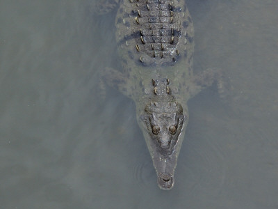 Looking Down On An American Crocodile Partially Submerged In Water, Costa Rica by Edwin Giesbers Pricing Limited Edition Print image