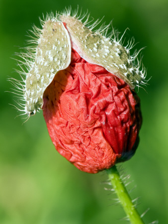 Common Poppy Flower Breaking Out Of Bud, Hertfordshire, England, Uk by Andy Sands Pricing Limited Edition Print image