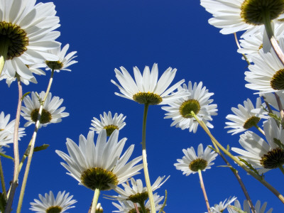 Oxeye Daisy Flowers, Cornwall, Uk by Ross Hoddinott Pricing Limited Edition Print image