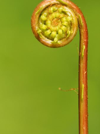 Hard Fern Frond Uncurling, Cornwall, Uk by Ross Hoddinott Pricing Limited Edition Print image