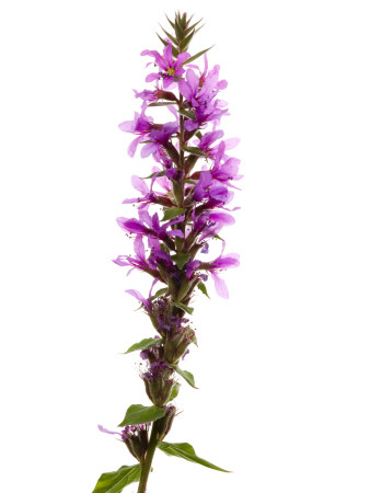 Purple Loosestrife Scotland, Uk by Niall Benvie Pricing Limited Edition Print image
