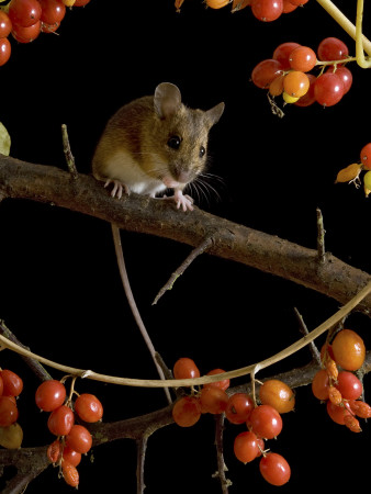 Wood Mouse On Blackthorn With Black Bryony Berries, Uk by Andy Sands Pricing Limited Edition Print image