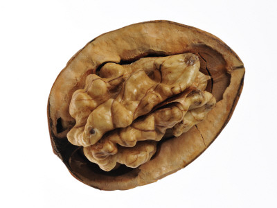 Common Walnuts Seed Exposed In Shell, Native To Southern Europe And Asia by Philippe Clement Pricing Limited Edition Print image