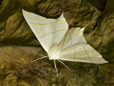 Swallowtail Moth Hertfordshire, England, Uk by Andy Sands Pricing Limited Edition Print image