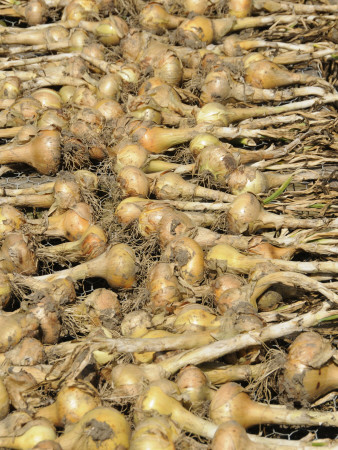 Maincrop Onions Being Dried On Frames In Large Garden, Norfolk, Uk by Gary Smith Pricing Limited Edition Print image