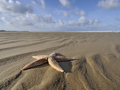 Common Starfish Washed Up On Beach, Norfolk, Uk, November 2008 by Gary Smith Pricing Limited Edition Print image