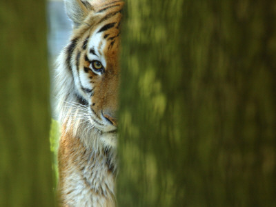 Siberian Tiger Partially Viewed Through Tree Trunks by Edwin Giesbers Pricing Limited Edition Print image