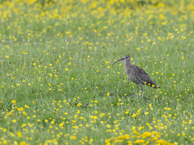 Curlew In Buttercup Meadow, Upper Teesdale, Co Durham, England, Uk by Andy Sands Pricing Limited Edition Print image