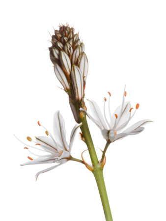 Asphodel Flowers Spain by Niall Benvie Pricing Limited Edition Print image