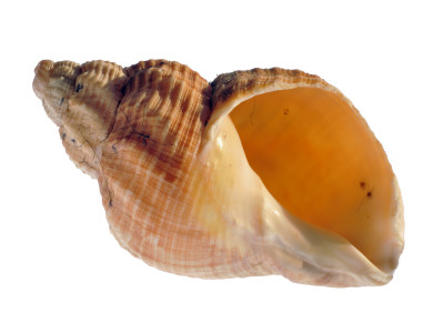 Common Whelk Shell Showing Aperture, Normandy, France by Philippe Clement Pricing Limited Edition Print image