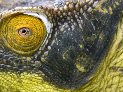 Parson's Chameleon Close-Up Of Face, Madagascar by Edwin Giesbers Pricing Limited Edition Print image
