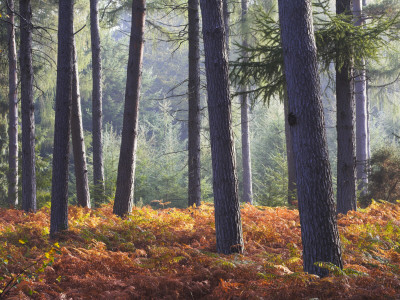 New Forest Enclosure In Autumn, Hampshire, England by Adam Burton Pricing Limited Edition Print image