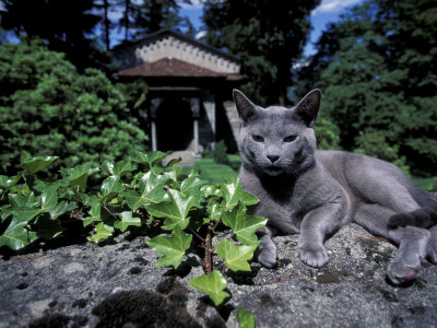 Russian Blue Cat Sunning On Stone Wall In Garden, Italy by Adriano Bacchella Pricing Limited Edition Print image