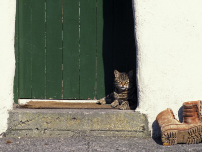 Tabby Cat Resting In Open Doorway, Italy by Adriano Bacchella Pricing Limited Edition Print image