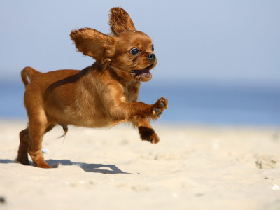 Cavalier King Charles Spaniel, Puppy, 14 Weeks, Ruby, Running On Beach, Jumping, Ears Flapping by Petra Wegner Pricing Limited Edition Print image