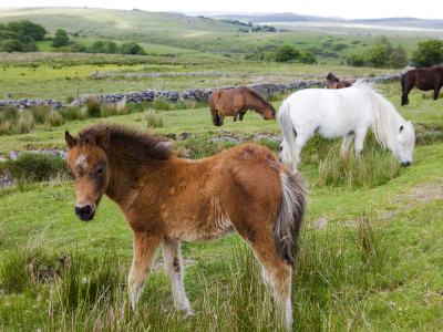 Dartmoor Ponies And Foals Grazing In Dartmoor National Park, Devon, England, 2008 by Adam Burton Pricing Limited Edition Print image