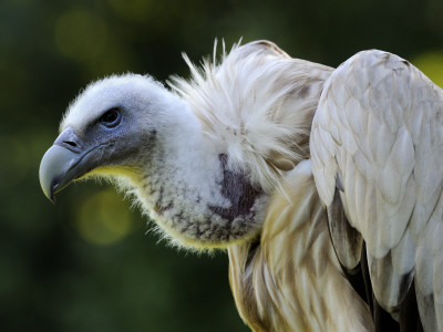 Himalayan Griffon Vulture Captive, From Central Asia by Eric Baccega Pricing Limited Edition Print image