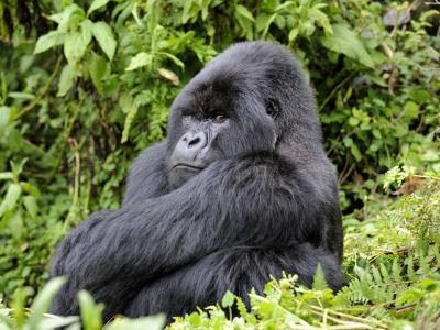Male Silverback Mountain Gorilla Sitting, Watching, Volcanoes National Park, Rwanda, Africa by Eric Baccega Pricing Limited Edition Print image