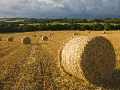 Round Straw Bales In A Field Near Morchard Bishop, Devon, England by Adam Burton Pricing Limited Edition Print image