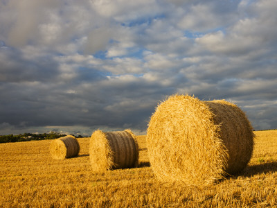 Round Straw Bales In A Field Near Morchard Bishop, Mid Devon, England by Adam Burton Pricing Limited Edition Print image
