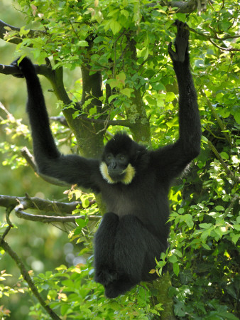 Yellow Golden Cheeked Crested Gibbon Young Male Hanging In Tree, From Asia, Iucn Vulnerable by Eric Baccega Pricing Limited Edition Print image