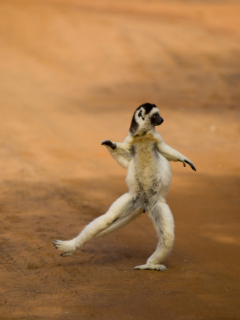 Verreaux's Sifaka 'Dancing', Berenty Private Reserve, South Madagascar by Inaki Relanzon Pricing Limited Edition Print image