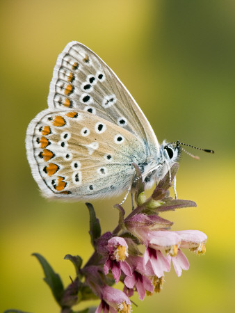 Common Blue Male At Rest Wings Closed, On Flower by Andy Sands Pricing Limited Edition Print image