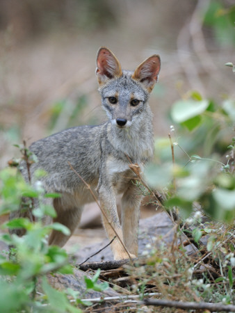 Sechuran Fox Chaparri Ecological Reserve, Peru, South America by Eric Baccega Pricing Limited Edition Print image