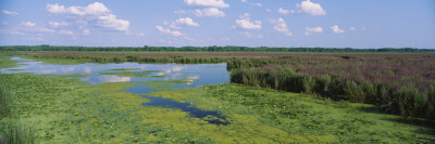 Tall Grass In A Lake, Finger Lakes, Montezuma National Wildlife Refuge, New York State, Usa by Panoramic Images Pricing Limited Edition Print image