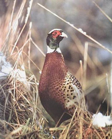 Pheasant And Snow by D. Robert Franz Pricing Limited Edition Print image
