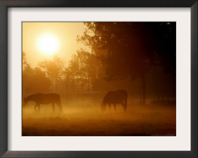 Horses Graze In A Meadow In Early Morning Fog In Langenhagen Near Hanover, Germany, Oct 17, 2006 by Kai-Uwe Knoth Pricing Limited Edition Print image