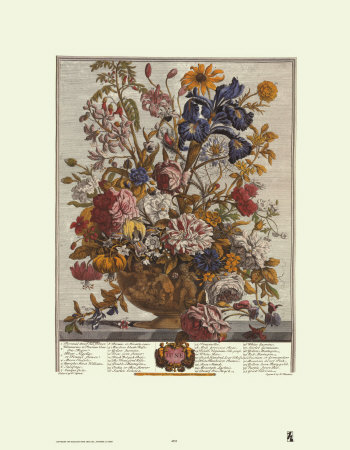 Twelve Months Of Flowers, 1730, June by Robert Furber Pricing Limited Edition Print image