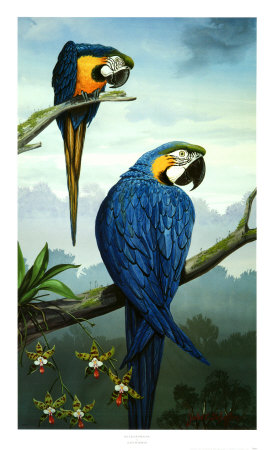 Blue And Gold Macaw by Jules Scheffer Pricing Limited Edition Print image