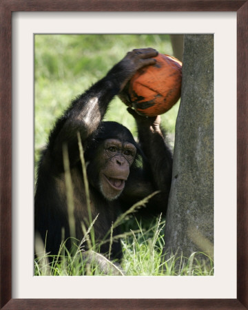 A Young Chimpanzee Attempts To Crack A Coconut Colored Orange To Look Like A Pumpkin by Wilfredo Lee Pricing Limited Edition Print image