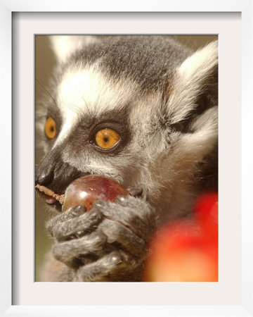 A Lemur Eats A Grape From A Fruit And Vegetable Cake by Natacha Pisarenko Pricing Limited Edition Print image