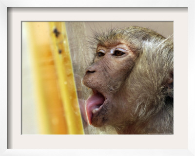 A Long-Tailed Macaque Licks A Block Of Frozen Bananas Sunday, November 26, 2006 by David Longstreath Pricing Limited Edition Print image