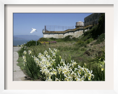 Egret Flies Over The Lawns Of Alcatraz, San Francisco, California by Eric Risberg Pricing Limited Edition Print image
