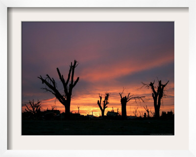 Storm Damaged Trees Silhouetted Against The Setting Sun, Greensburg, Kansas, C.2007 by Charlie Riedel Pricing Limited Edition Print image