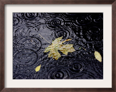 Floating Autumn Leaves Are Seen In A Koi Pond by Rick Bowmer Pricing Limited Edition Print image